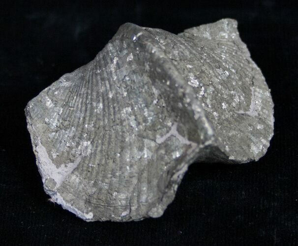 Large Pyrite Replaced Brachiopod - Silica Shale #8802